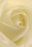 Allow yourself to be drawn into the delicate heart of this white cream rose, its soft spirals unfolding beneath the gentle light so familiar to Tottenham Hale mornings. The petals, nearly weightless and tinged with the palest ivory, seem to cradle tiny shadows within their folds, creating an intimate sense of depth and peace. It's as if you're nestled within the bloom itself, surrounded by a quiet luminosity that brings to mind the stillness found in nearby Down Lane Park at dawn. Every detail is lovingly crafted: the flawless symmetry, the subtle gradation of whites, and the barely-there sheen that evokes new beginnings or heartfelt gestures. The air is suffused with a gentle, slightly sweet aroma that whispers of sincerity-perfect for those moments when words run out, and only thoughtful flowers can express admiration or offer comfort. Each petal's soft touch and the rose's understated elegance reveal the care and artistry behind every composition at Florist Tottenham Hale, ensuring neighbourhood deliveries that carry warmth and emotion.